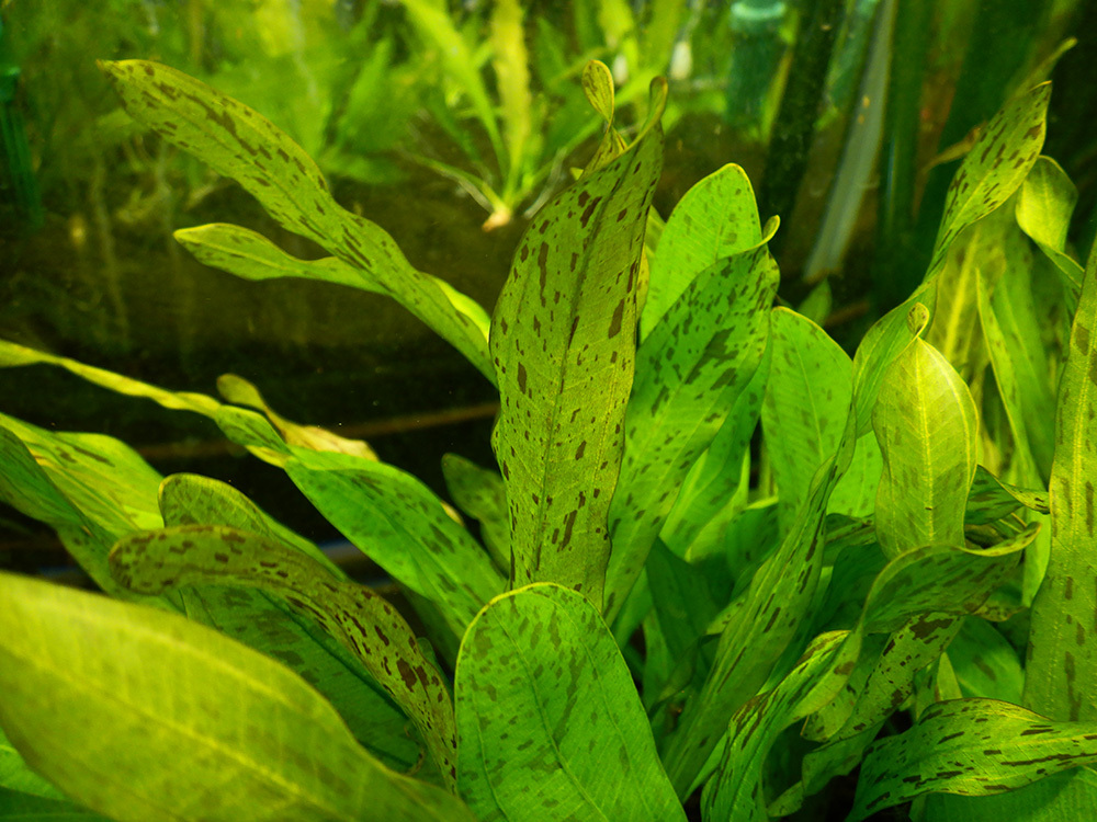 水草 植物 チャーム公式 Charm Plants Twitter 水草 植物 チャーム公式 Charm Plants Twitter