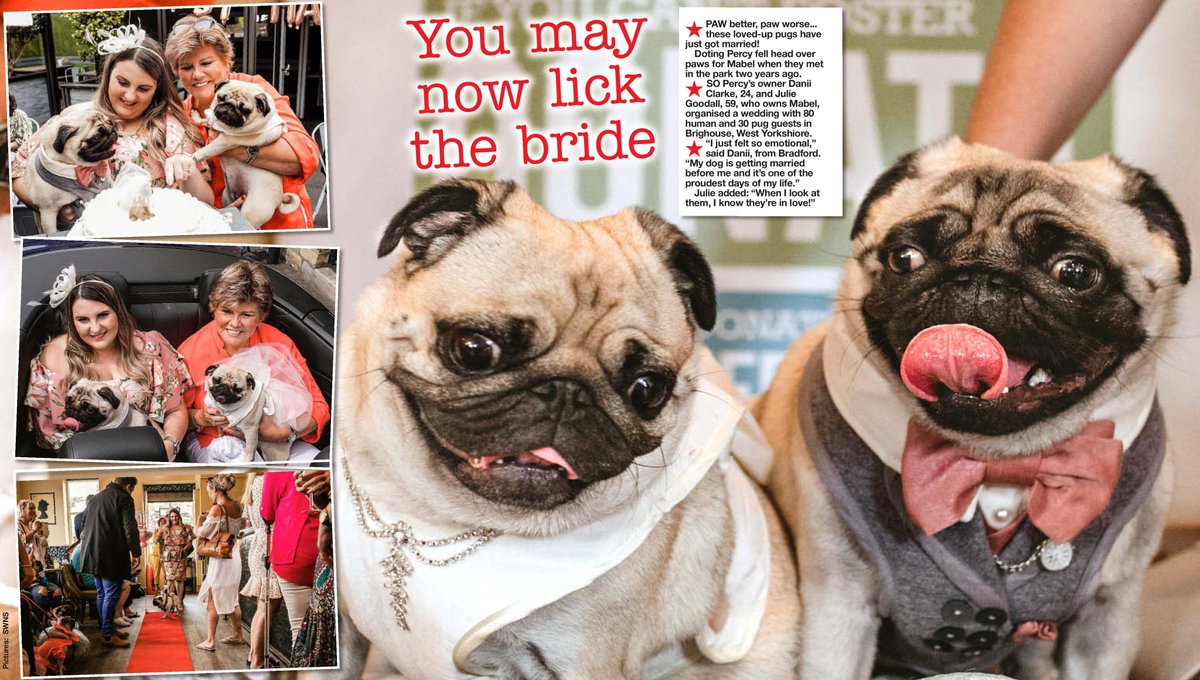 TIL DEATH DO US BARK - These loved-up pugs have just got married!

Doting Percy fell head over paws for Mabel when they met in the park two years ago - so much so that their owners organised a wedding.

📝- <a href="/joepagnelli/">Joe Pagnelli</a>