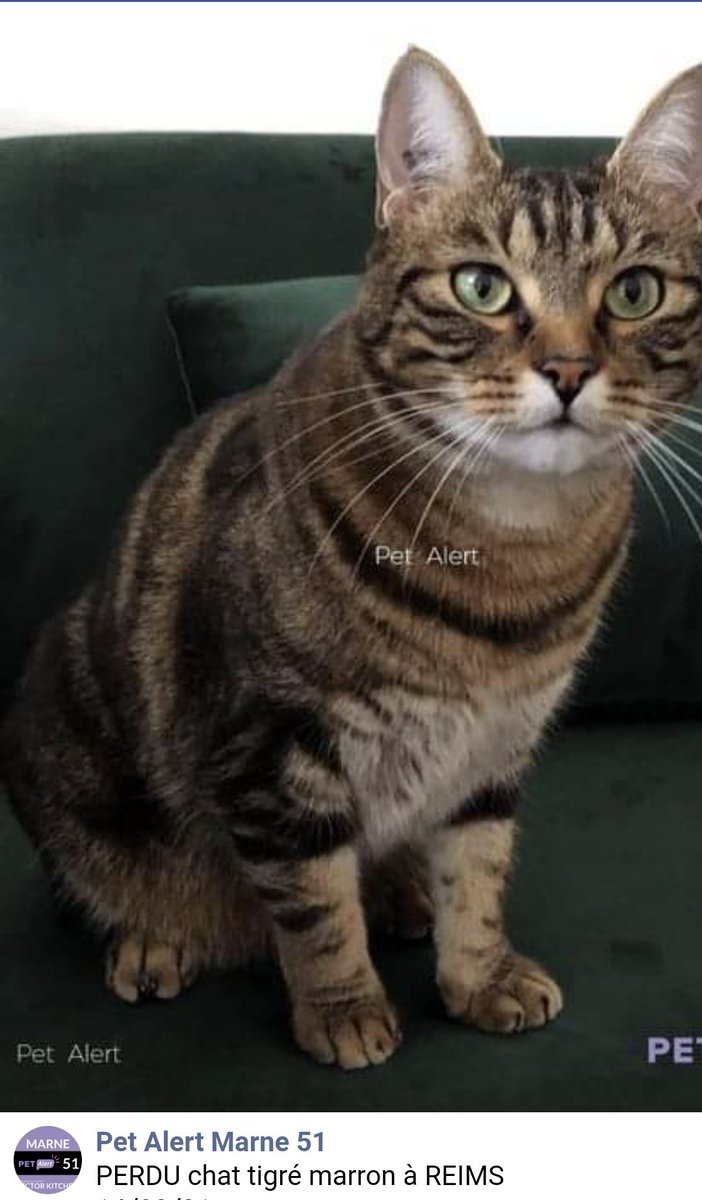 Jeel_TV's tweet photo. J'ai reçu un message hier soir que je viens de voir, si des gens peuvent l'aider sur Reims ou ont des infos, elle a perdu son Poti Chat, je vous mets le lien de Pet Alerte juste la ! 
N'hésitez pas à l'aider 
@marieprra 
https://t.co/c9GIH2WC9F https://t.co/8ST9T4t2Za