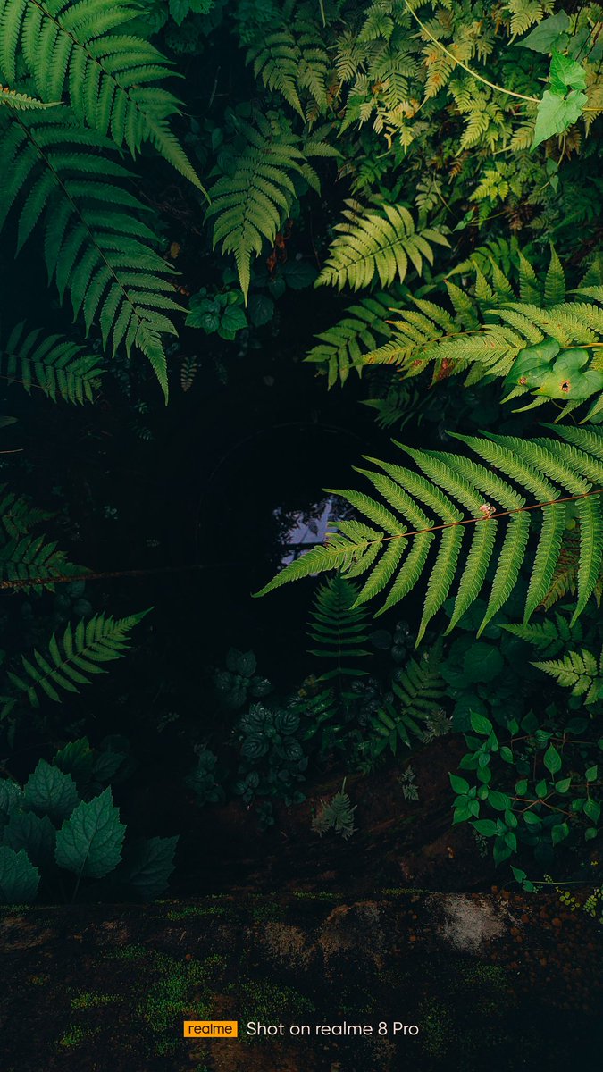iprincejoseph's tweet photo. Shot on real me 8 pro 
@realme @realmecareIN 
#shotonrelme #realme8pro #relme https://t.co/JQDmGismI6