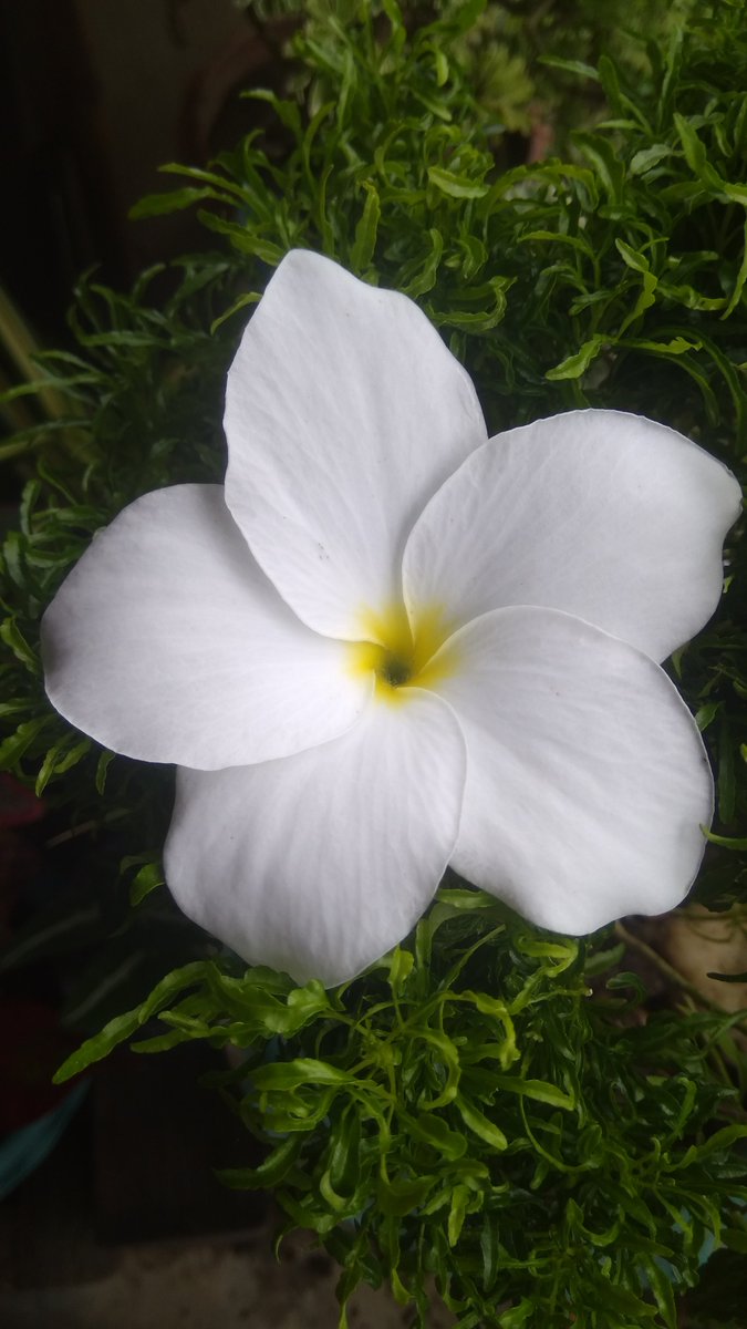 White Flower