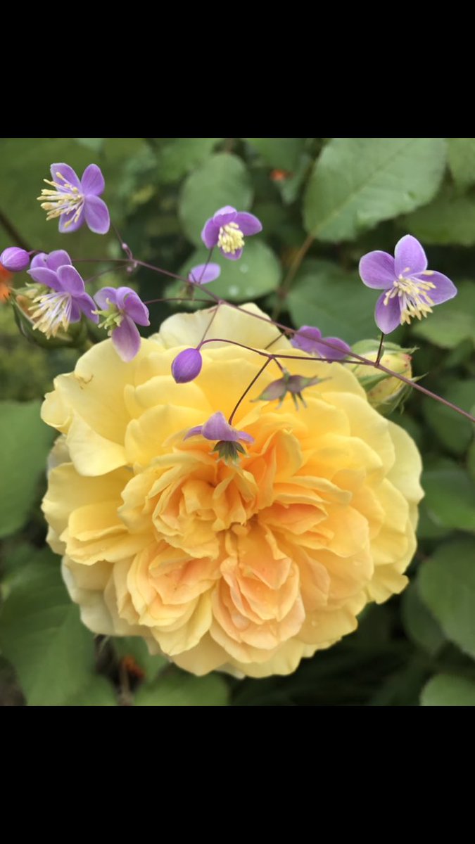 Somewhe07814641's tweet photo. The thalictrum is joining in this #RoseWednesday #gardening https://t.co/YNIcbJj5mc