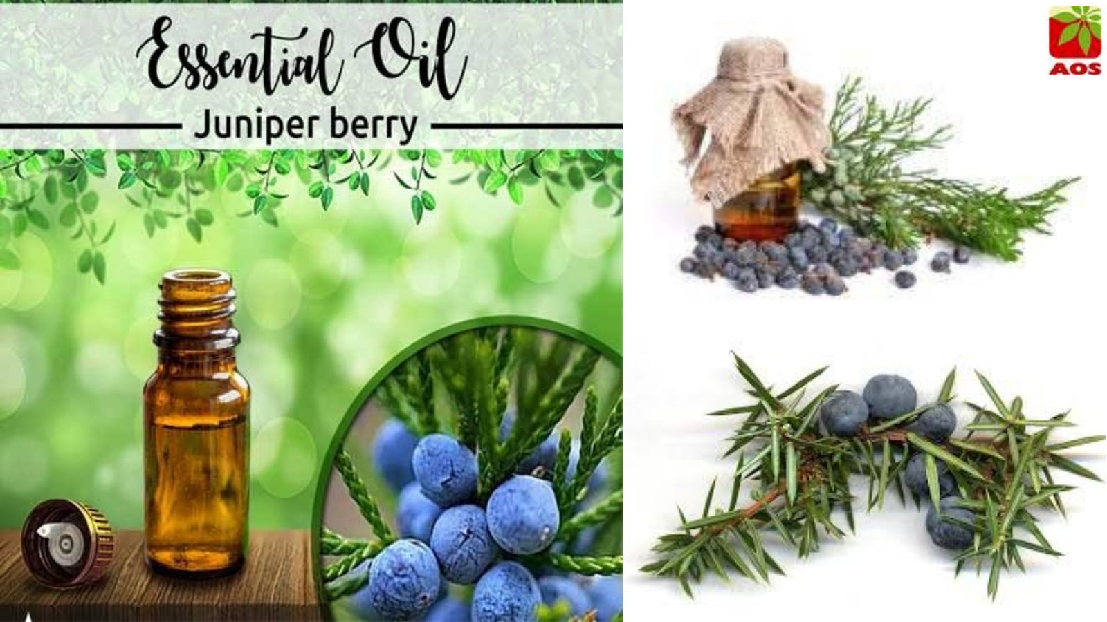AOS Products on Twitter "JuniperBerryOil has a distinctive aroma that