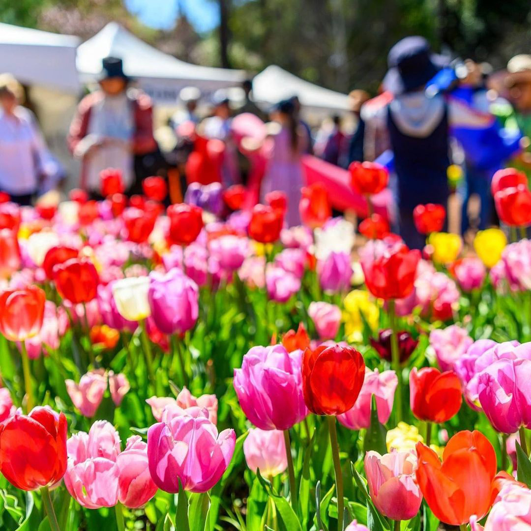 The annual, It's Yates Springtime Tulip Festival, has returned to Araluen Botanic Park! 🌷 With food trucks, performers, guided walking tours, art classes & more to enjoy, among a stunning kaleidoscope of colour, click the link to learn more! destinationperth.com.au/event/its-yate… #seeperth