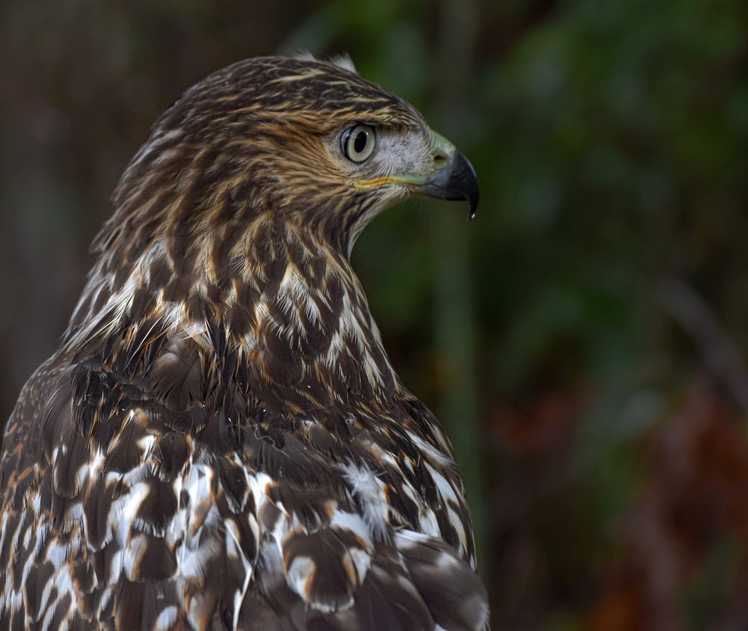 The red-tailed eagle stood in the light rain.🦉Featured photos by <a href="/BirdWatchDaily/">BirdWatchingMagazine</a>  For more Follow👉<a href="/birddetective1/">bird detective</a>👈#birds #luv4wilds #bird #morning #twitternaturecommunity #BirdTwitter #beauty #birdwatching #nature #wildlife #photos #animals #garden #picoftheday #wild #today