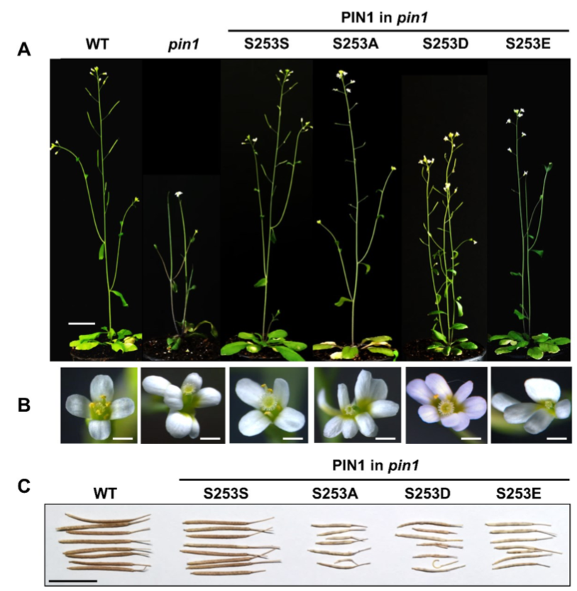 CPK29 directly interprets Ca2+ signals to modulate PIN trafficking, polarity, and auxin responses <a href="/ThePlantCell/">The Plant Cell</a> 

▶️ Bonus: CPK29 phosphorylates new sites in PINs ≠ from  AGC kinases: toward a phosphocode regulation of polar auxin transport?

academic.oup.com/plcell/advance…
