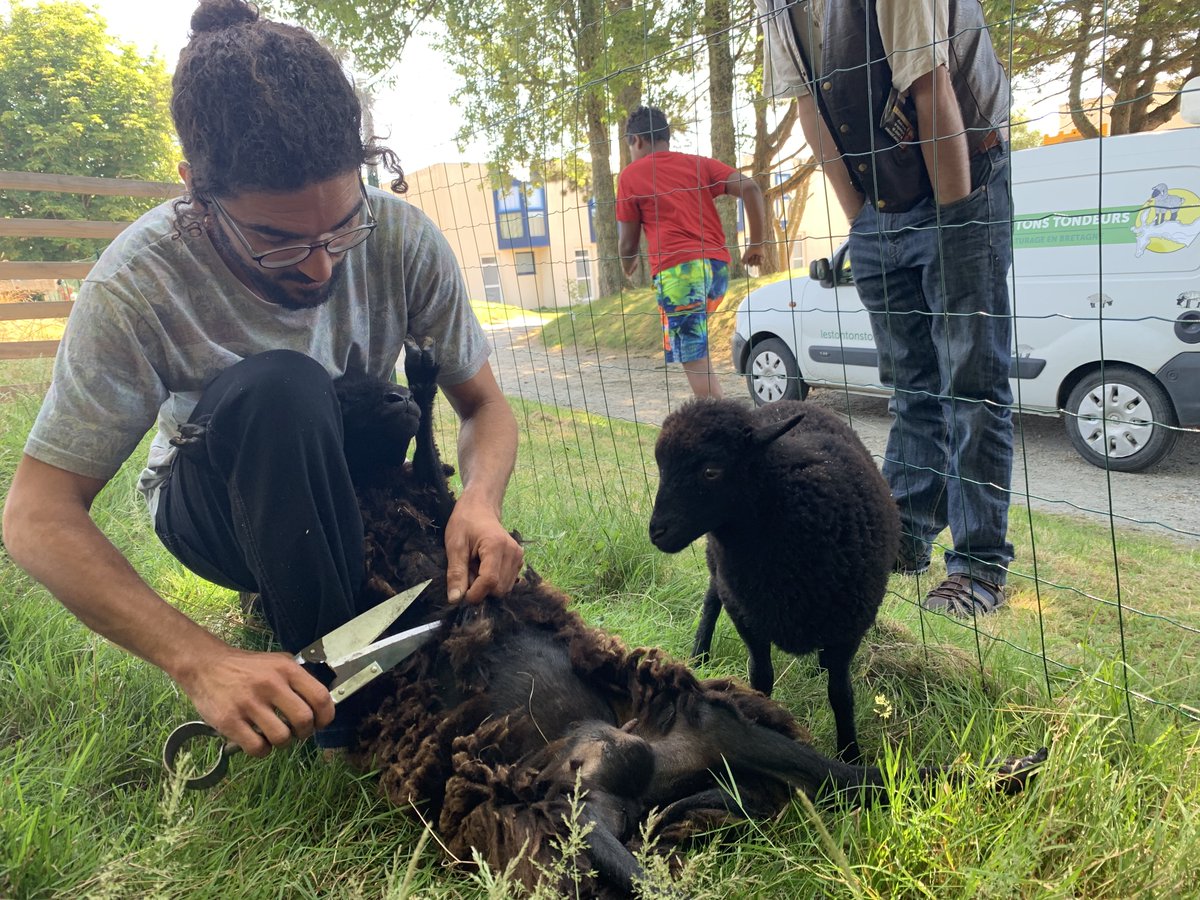 Igesa_fr's tweet photo. Le saviez-vous ? Notre établissement du #TrezHir pratique l'#écopaturage et cet été nous avons tondu nos #moutons. https://t.co/VR6T78wCbX