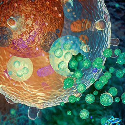 _Suman_Dutta's tweet image. Exosomes: Message in a Vesicle frontiersin.org/research-topic…
#exosomes #Cancers #neuroscience #extracellularvesicle For this Research Topic, we invite authors to submit Original Research articles that provide novel insights into the field of exosomes/extracellular vesicle biology