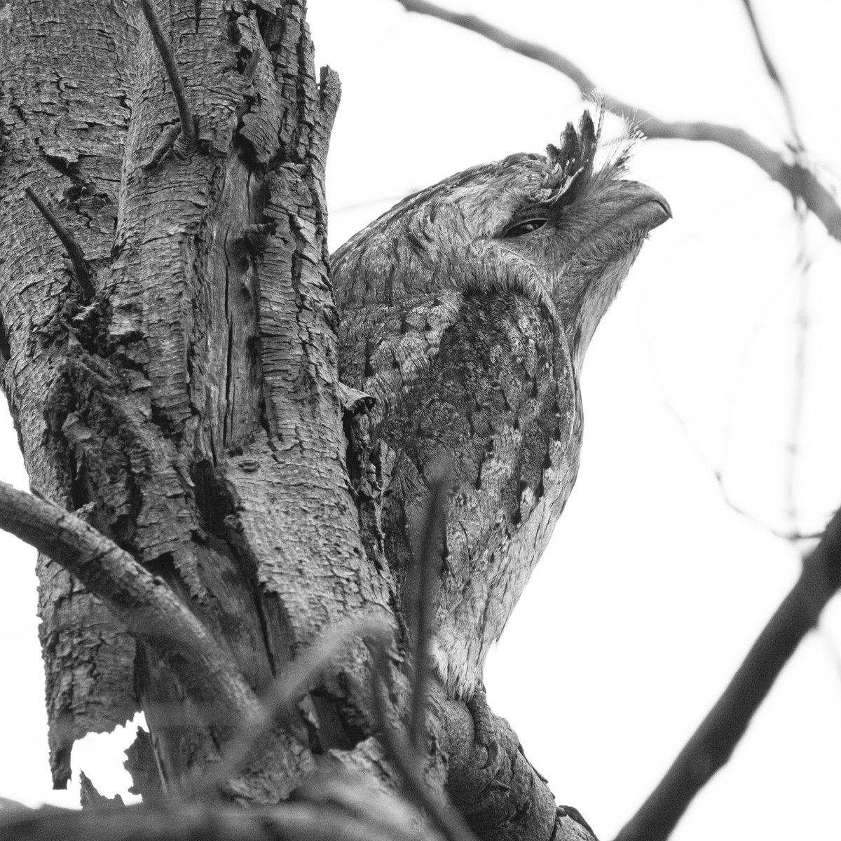 Butterflyrocket's tweet photo. Mood. (checked in on my 'friends' on my walk yesterday) #tawnylove #tawnyfrogmouth #notowls #melbournelockdown #melbourneiloveyou #lockdown6 #birdsinbackyards #melbourneburbs #Banyule https://t.co/QBNirWQqnp