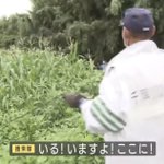 脱走したオオカミ犬の捕獲に奮闘!捜索隊のコントのような行動が話題に!