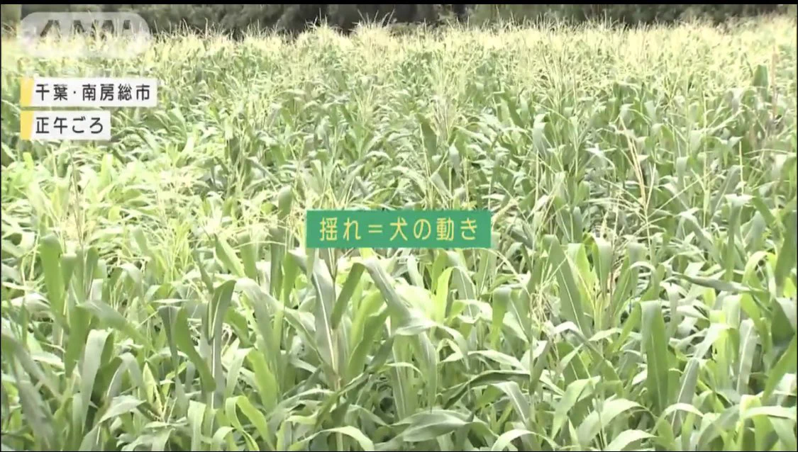 脱走したオオカミ犬の捕獲に奮闘！捜索隊のコントのような行動が話題に！