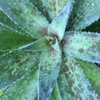 We have a small selection of Mangave back online….thenorfolkolivetreecompany.co.uk/product/mangav…