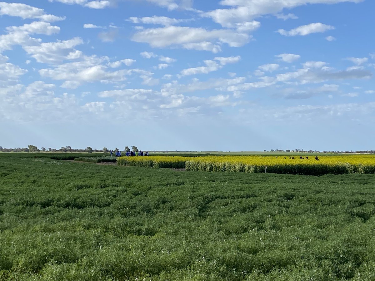 Raylene Burns tweet media