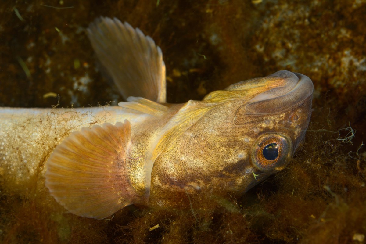 OceanaEurope's tweet photo. If the UK Government really wants to be a world leader in #fisheries management as it claims, then setting #catchlimits in line with science is non-negotiable
Anything less and the Government's leadership claims will be as limp as this fish
#EndOverfishing https://t.co/7zka7V4UQx