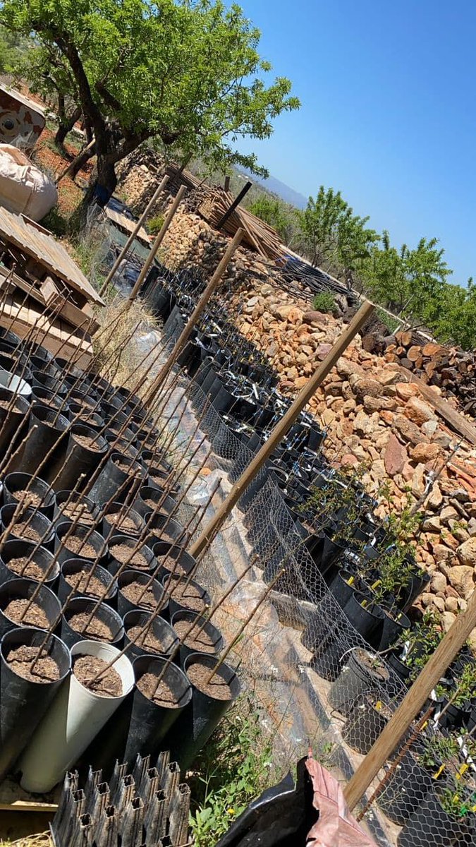 ConnectaNatura's tweet photo. En abril vam empeltar més de 300 exemplars de #VFruitalsTradicionals de poma i cirerer que vam prospectar en la #TinencaBenifassa i la #SerradaEspada. Els etiquetem tots, per tenir clara la varietat i i assegurar la traçabilitat.
@GVAagroambient
@GVAparcs
#MosaicsDeVida https://t.co/1ojffyfUbu