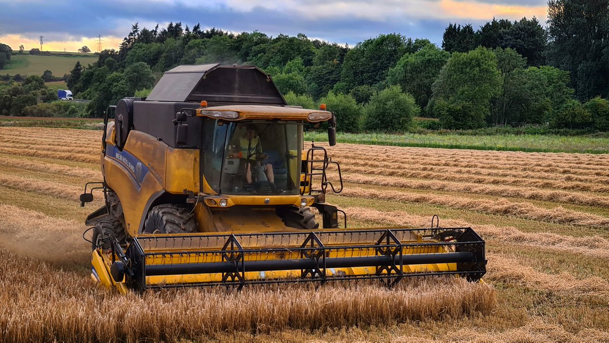 Chewing a bit more off last night. I'd like to know what happened to the "UK TO BAKE IN HEATWAVE THIS AUGUST" headlines. The only heatwave I get is stood next to the grain drier. 🤦🏼‍♂️
