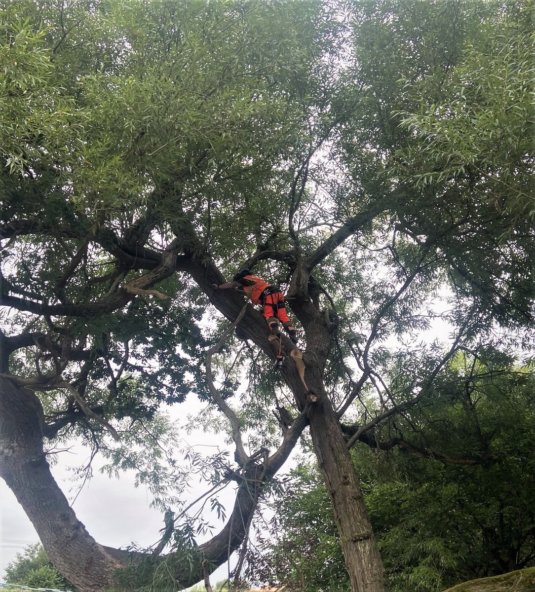 TheSCAGroup's tweet photo. SCA Groups Rope access carried out Tree removals for our client Osborne in North Pen Mill yesterday. With removal of a large Oak tree along with Willow tree on the railway side. SCA Group Ltd employees are trained in both IRATA Rope access and NPTC city guilds Arboriculture. https://t.co/ZR1oO6DCdS