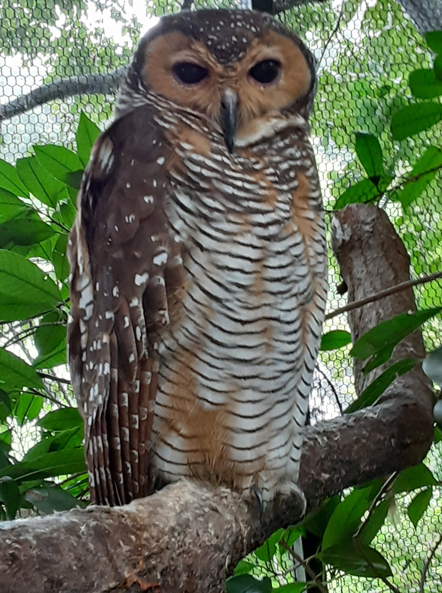 埼玉県こども動物自然公園 公式 かっこいい マレーモリフクロウ T Co Sjkonh39oe Twitter 埼玉県こども動物自然公園 公式 かっこいい マレーモリフクロウ T Co Sjkonh39oe Twitter