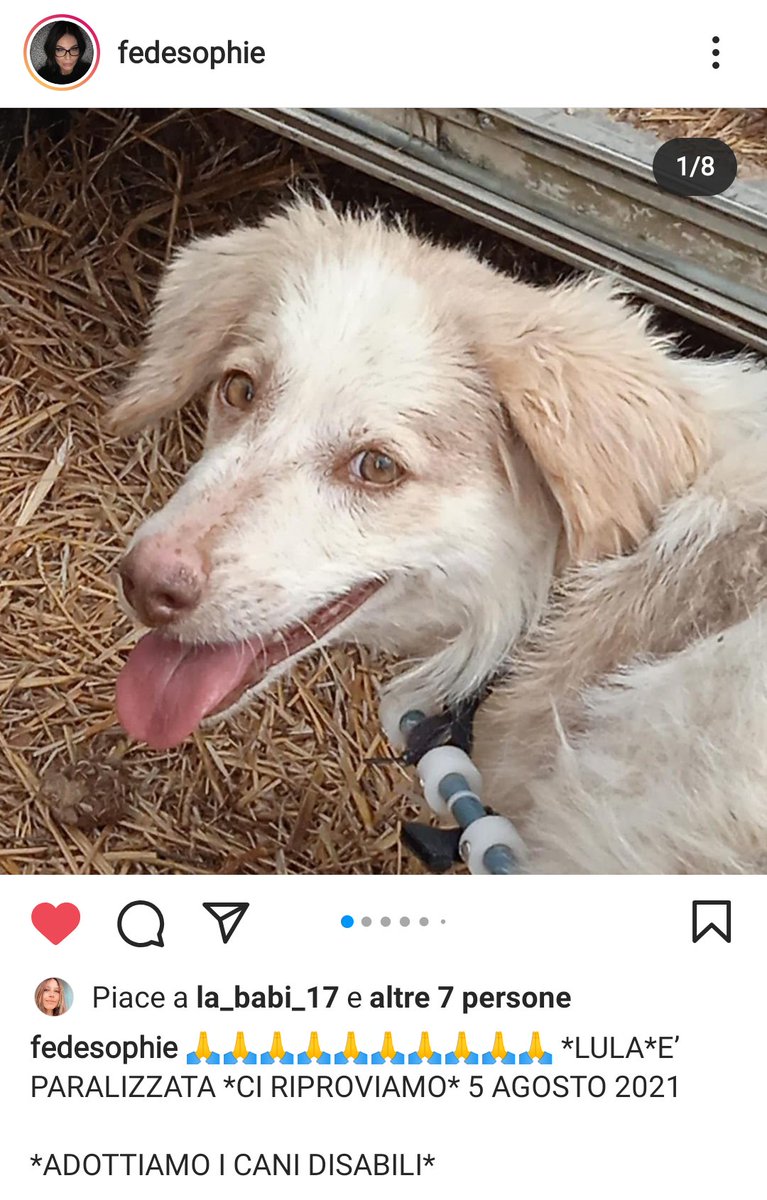Qua la Zampa tweet media