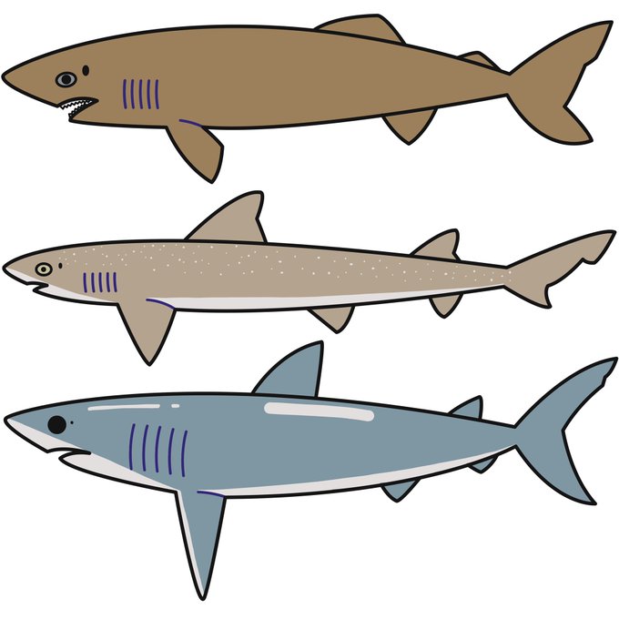 ホシザメのtwitterイラスト検索結果