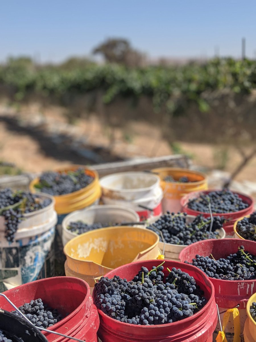 Harvest day. We harvested from one of our rootstocks which early the ripening of the Syrah grapes