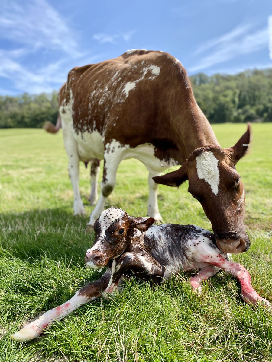 Florence Mannerings tweet media