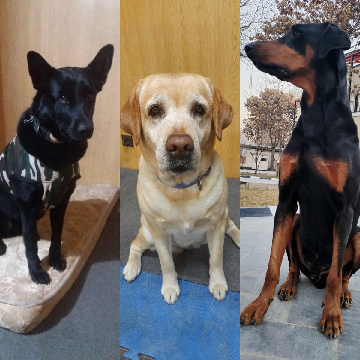 sidhant's tweet photo. India brought back its 3 dogs from Kabul to Hindon in the tuesday evacuation flight. They reached ITBP Chawal camp today. They had secured Indian mission in Kabul for 3 years. https://t.co/suqwJSCA04