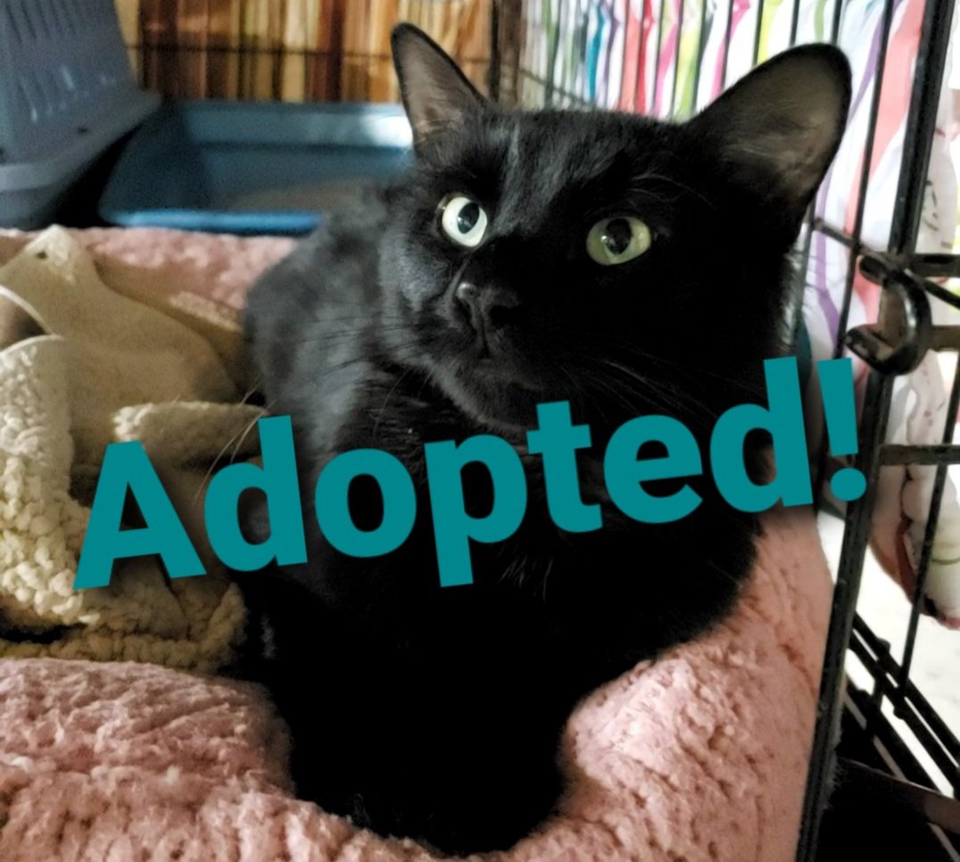 Congratulations, Grant! 
This black beauty has found a home ❤. #adopted