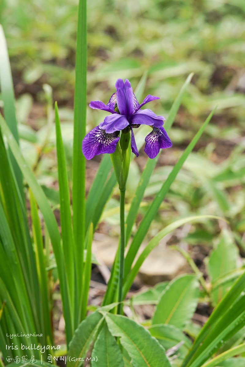 LyuLing1's tweet photo. Iris bulleyana 
西南鸢尾｜གྲེས་མ།(Gres Ma) https://t.co/xShPo9SYw3