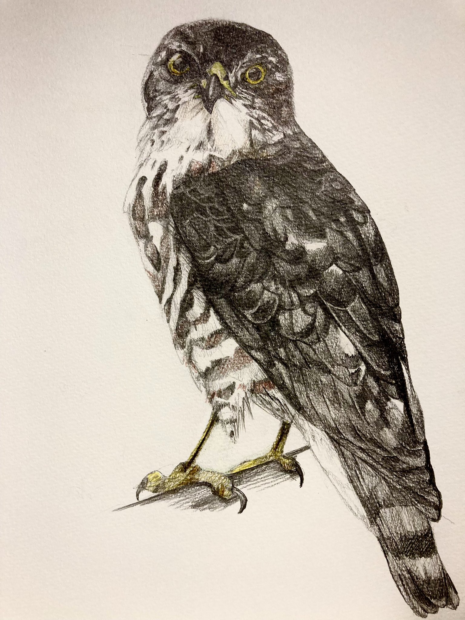 ミントリ お絵描き 猛禽類 鳥 ツミ イラスト アナログ 鉛筆画 ツミという鳥を鉛筆で描きました T Co Nr9z5ki81e Twitter