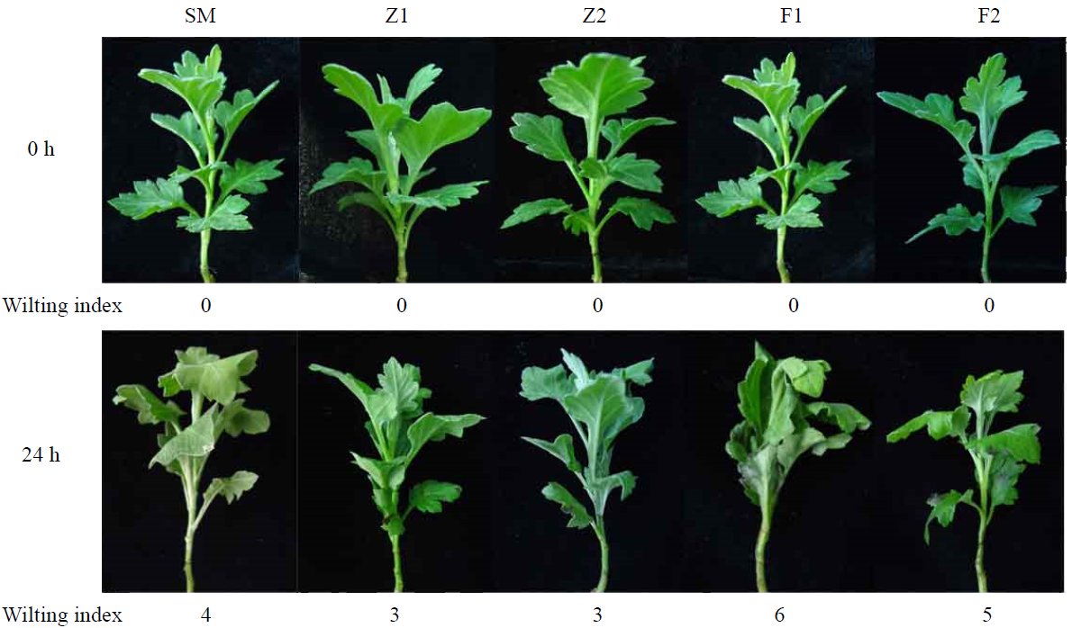 Ornamental Plant Research (OrnPRes) Twitter