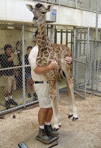 - Allez Sophie fait pouet pouet 
- Repose-moi tout de suite