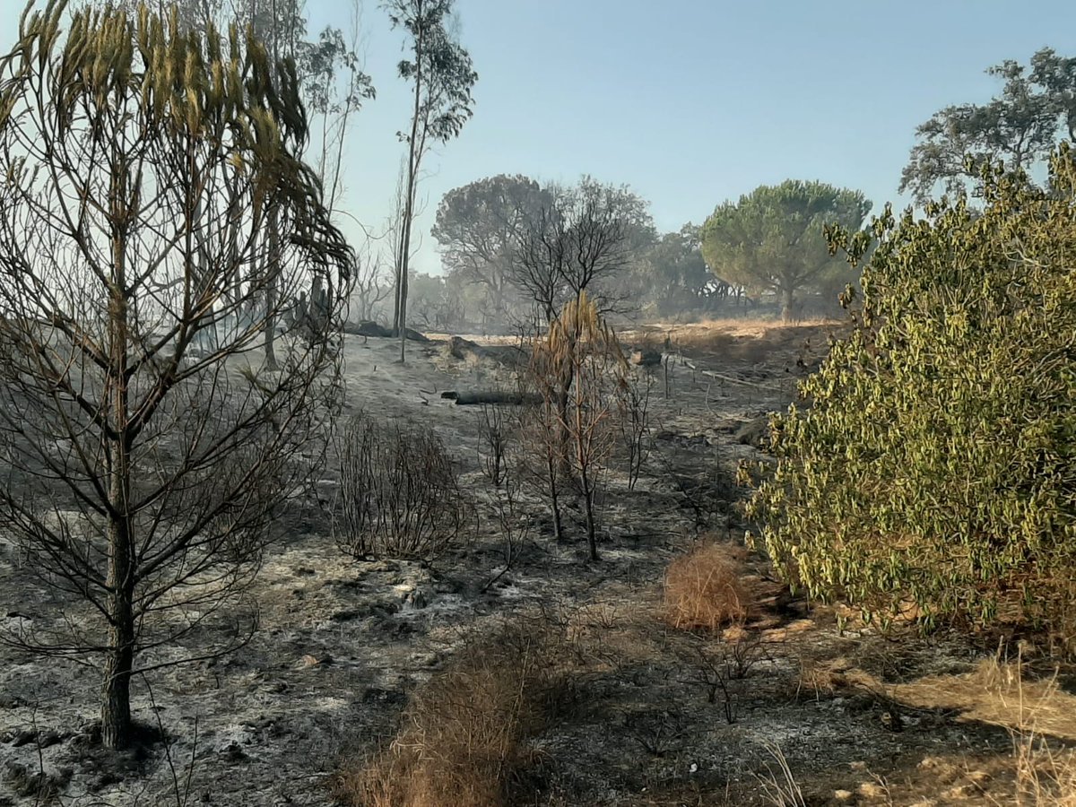 Plan_INFOCA's tweet photo. #IFLucenaDelPuerto amaneció con inversión térmica, visible en estas imágenes, dónde también se observa el consumo de distintos combustibles. Sin necesidad de incorporar aéreos, trabajamos en rematar puntos calientes y con 1 bulldozer incorporada, en asegurar su perimetración https://t.co/wOsqEF4SlK