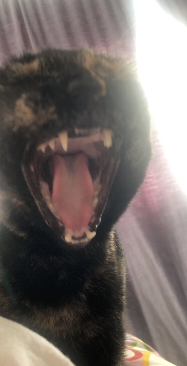 PinkDominics's tweet image. just tested positive for covid🤩🤩