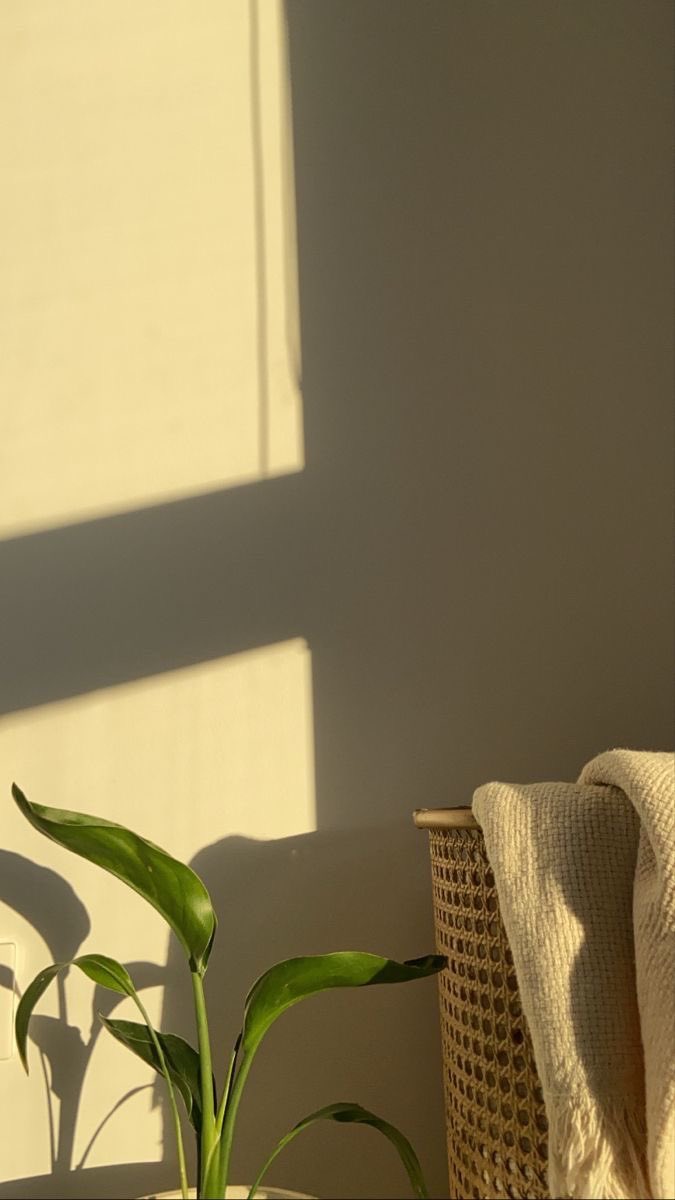 ⌇⛅️🪴 ꊞ ◞🍋🌲 ◡̈ 🪟 ⁺ 

แสงน่ารักกกกก