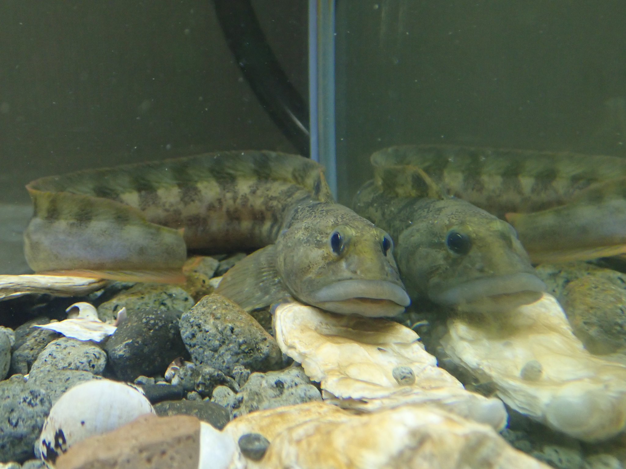 リブ 私が釣りました 生産者の顔 Twitter