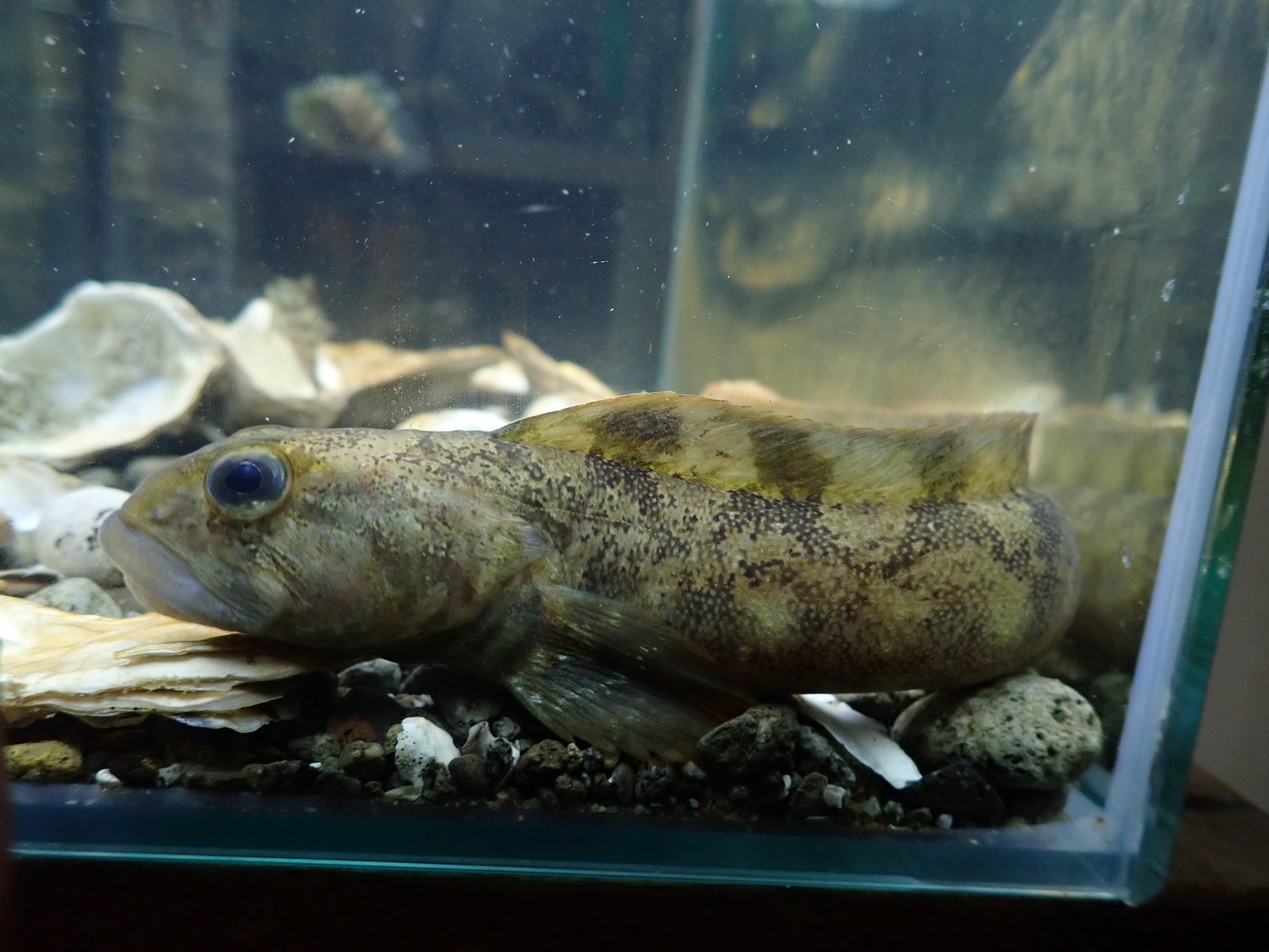 リブ 私が釣りました 生産者の顔 Twitter