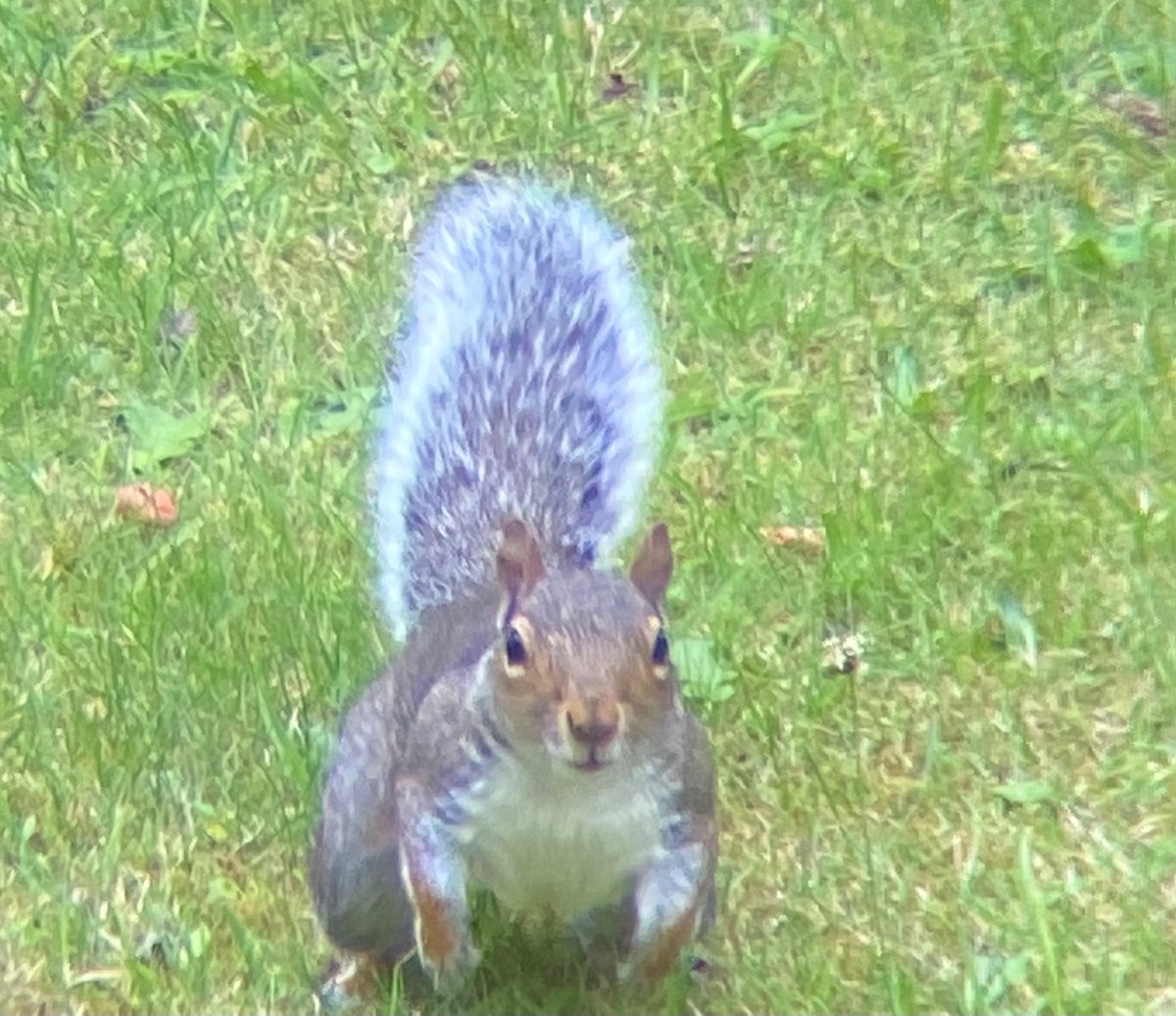 oztrazine's tweet photo. #SquirrelScrolling Zeekette was mainly growing feeding today before the grass cutting guy appeared. #wildlife #savethegreys #stopthecull https://t.co/V7vmFKWtdw
