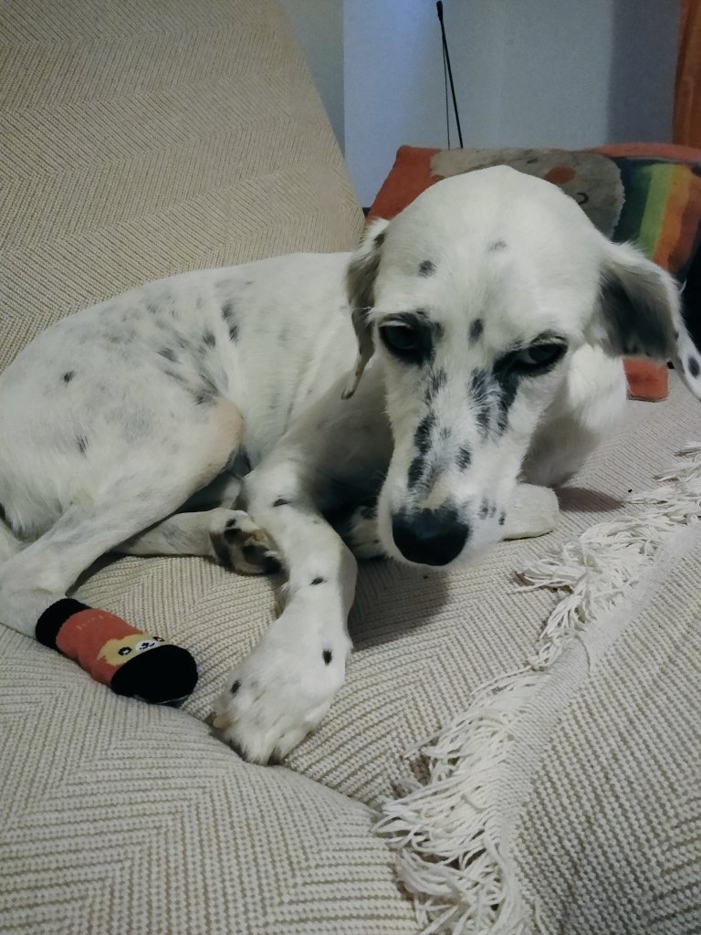 BrisaMolly's tweet photo. Pals, my paw is much better, but still a little bit itchy, so if course I try to lick It and end Up with this thing on my paw😒 I am not impressed 
#dogsoftwitter #sillymom #stinkyeye https://t.co/xsHINyJnB3