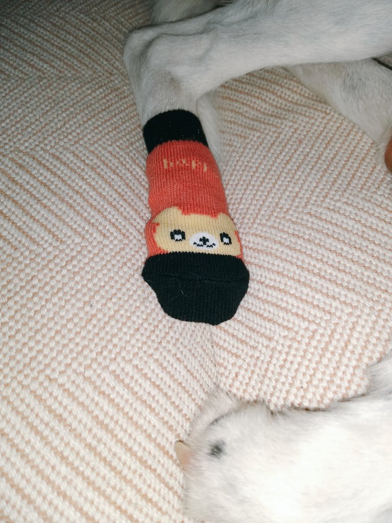 BrisaMolly's tweet photo. Pals, my paw is much better, but still a little bit itchy, so if course I try to lick It and end Up with this thing on my paw😒 I am not impressed 
#dogsoftwitter #sillymom #stinkyeye https://t.co/xsHINyJnB3