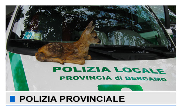 #Poliziaprovinciale, denunciati nuovi atti di #bracconaggio provincia.bergamo.it/cnvpbgrm/po/mo…
