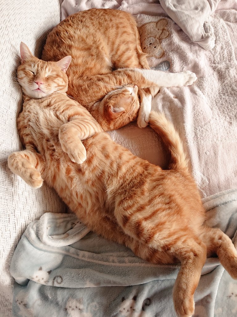 ため息つくニュースばかりのときふとこの安らかな寝顔を見ると本当猫 