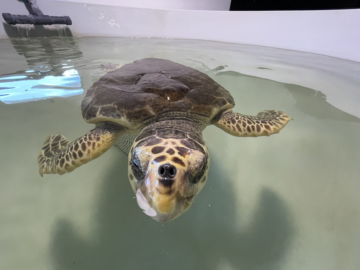 plasticfreeit's tweet photo. Come stanno le tartarughe marine salvate negli ultimi mesi? Scoprilo tra pochissimo nella diretta Instagram https://t.co/zs9JOV3aPK (fate connettere anche i più piccoli) https://t.co/0d9BbCQ7O9