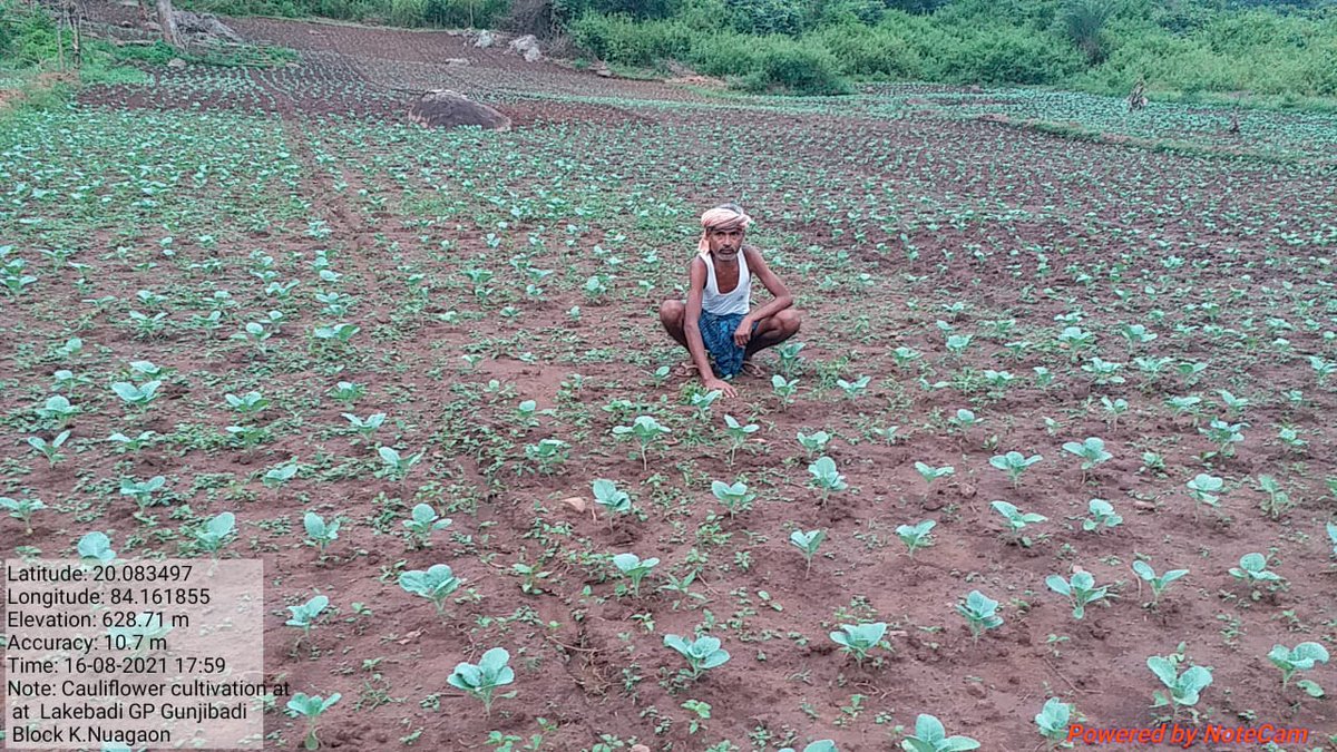 PRADIPKSWAIN's tweet image. #AgricultureCluster of tribal progressive farmers on  Brinjel, Cauli Flower &amp;amp; Maize in Daringibadi, Chakapada &amp;amp; Nuagaon Block supported by ITDA, Baliguda, Kandhamal. @stscdev @krushibibhag @DMKandhamal @scsthub @HariPab @prchoudhury @ranjanpanda