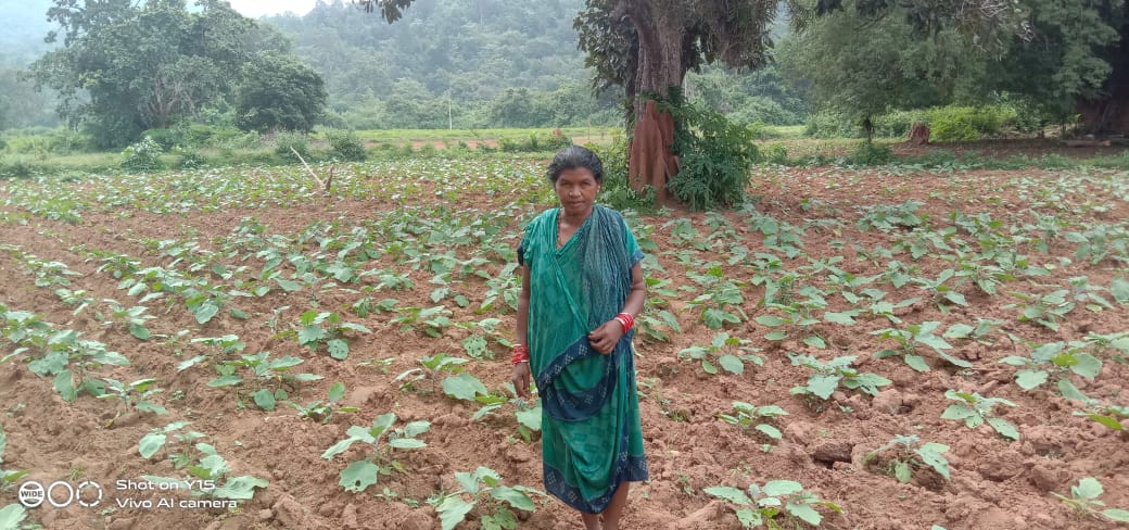 PRADIPKSWAIN's tweet image. #AgricultureCluster of tribal progressive farmers on  Brinjel, Cauli Flower &amp;amp; Maize in Daringibadi, Chakapada &amp;amp; Nuagaon Block supported by ITDA, Baliguda, Kandhamal. @stscdev @krushibibhag @DMKandhamal @scsthub @HariPab @prchoudhury @ranjanpanda