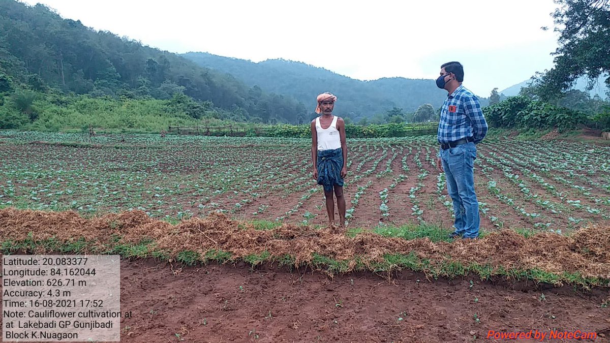 PRADIPKSWAIN's tweet image. #AgricultureCluster of tribal progressive farmers on  Brinjel, Cauli Flower &amp;amp; Maize in Daringibadi, Chakapada &amp;amp; Nuagaon Block supported by ITDA, Baliguda, Kandhamal. @stscdev @krushibibhag @DMKandhamal @scsthub @HariPab @prchoudhury @ranjanpanda
