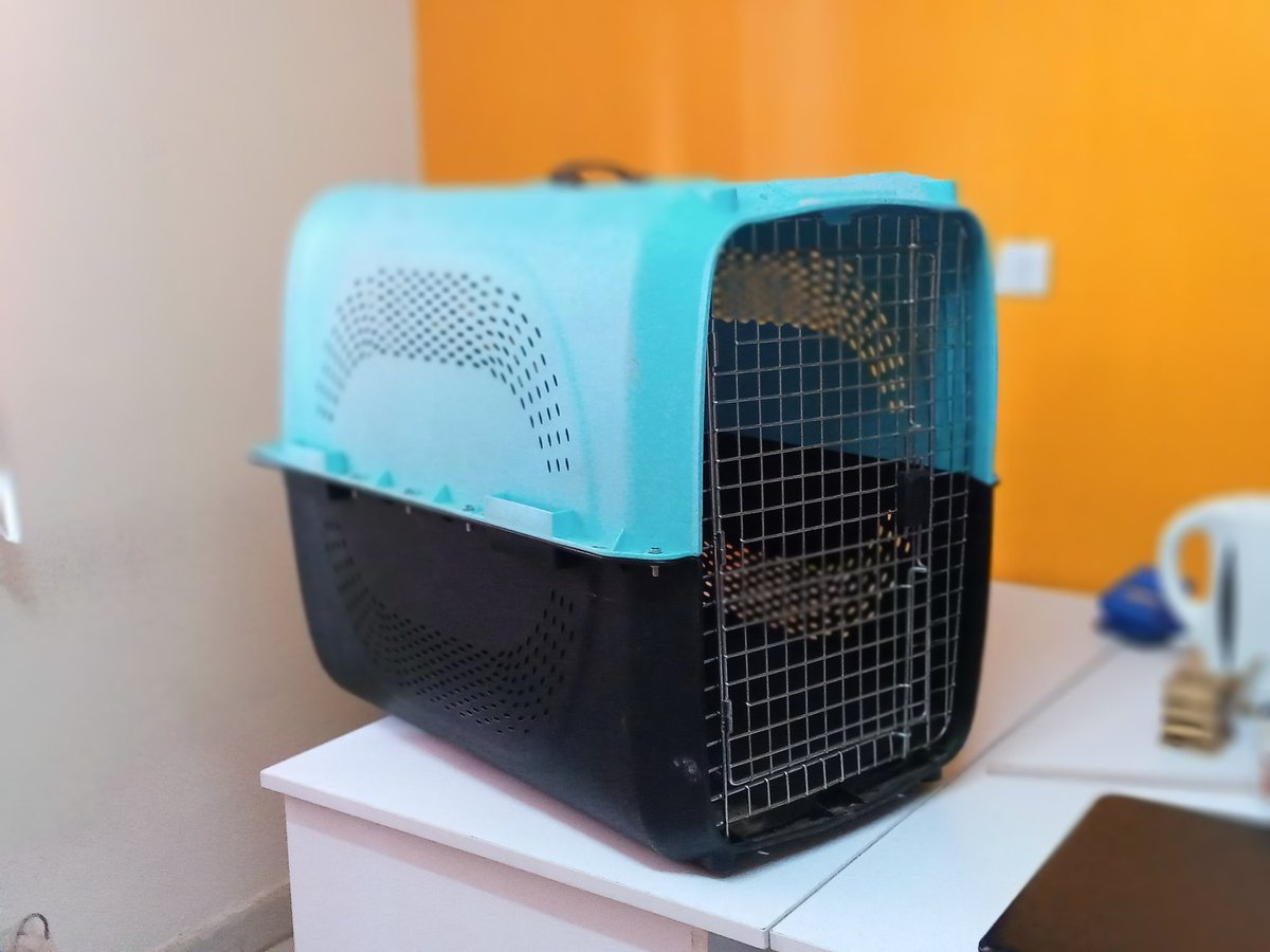 kejamove's tweet photo. Your pet is an important member of your family and we handle them extra care during the move. Contact us on 0711931212 for professional pet relocation. Read more about this service on the link below.  https://t.co/CBvwMhwxR7
#Kejamove #gettheexperts https://t.co/v8kdZf7Hhs