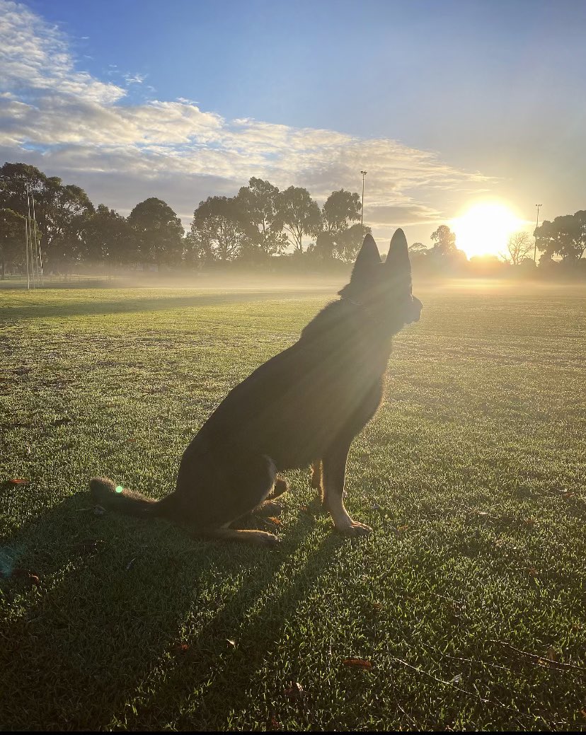 CaninePolice's tweet image. PD Sid got an arrest following an evade police incident on his first day back from holidays with PD Salem on Monday.

Think he’s still in holiday mode and enjoying the sunshine like everyone else 😎

#canine #dogsoftwitter #gsd #malinois #puppy #holidays #workingdogs #policedog
