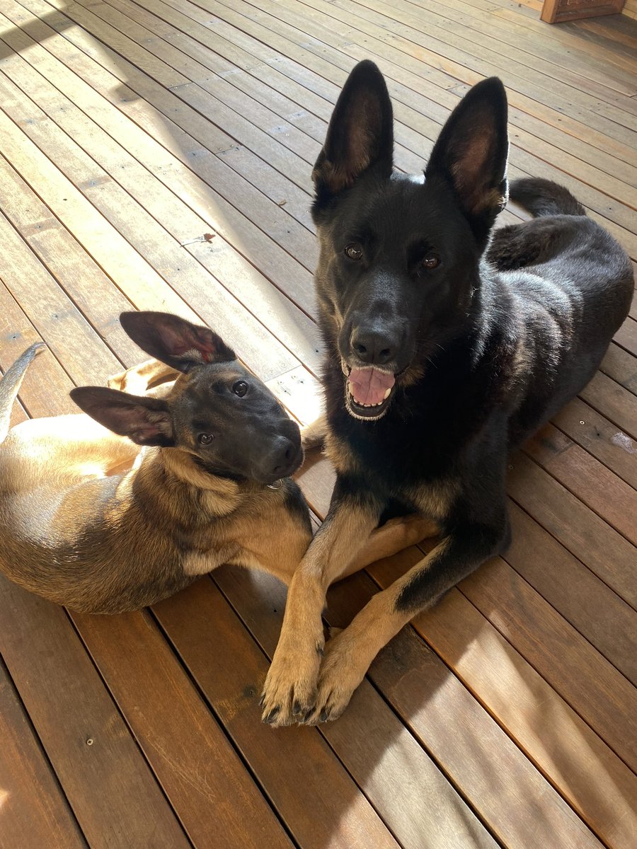 CaninePolice's tweet image. PD Sid got an arrest following an evade police incident on his first day back from holidays with PD Salem on Monday.

Think he’s still in holiday mode and enjoying the sunshine like everyone else 😎

#canine #dogsoftwitter #gsd #malinois #puppy #holidays #workingdogs #policedog