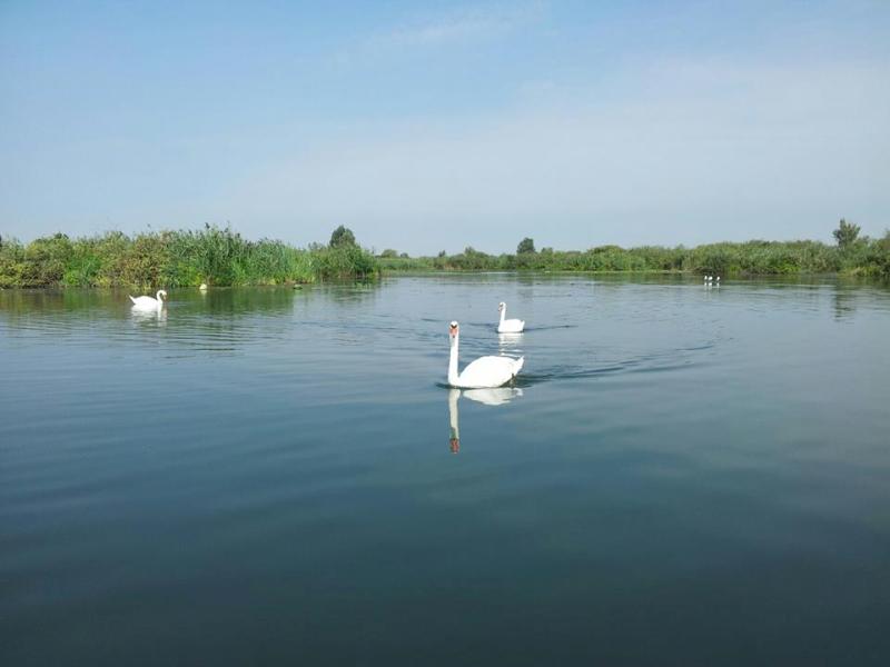 Tutela e risanamento dei laghi: Regione Lombardia finanzia i progetti candidati dal Parco 👉A fronte di progettazioni per € 1.889.200, al Parco del Mincio assegnato un finanziamento regionale di € 1.505.700 bit.ly/3AT1l1y